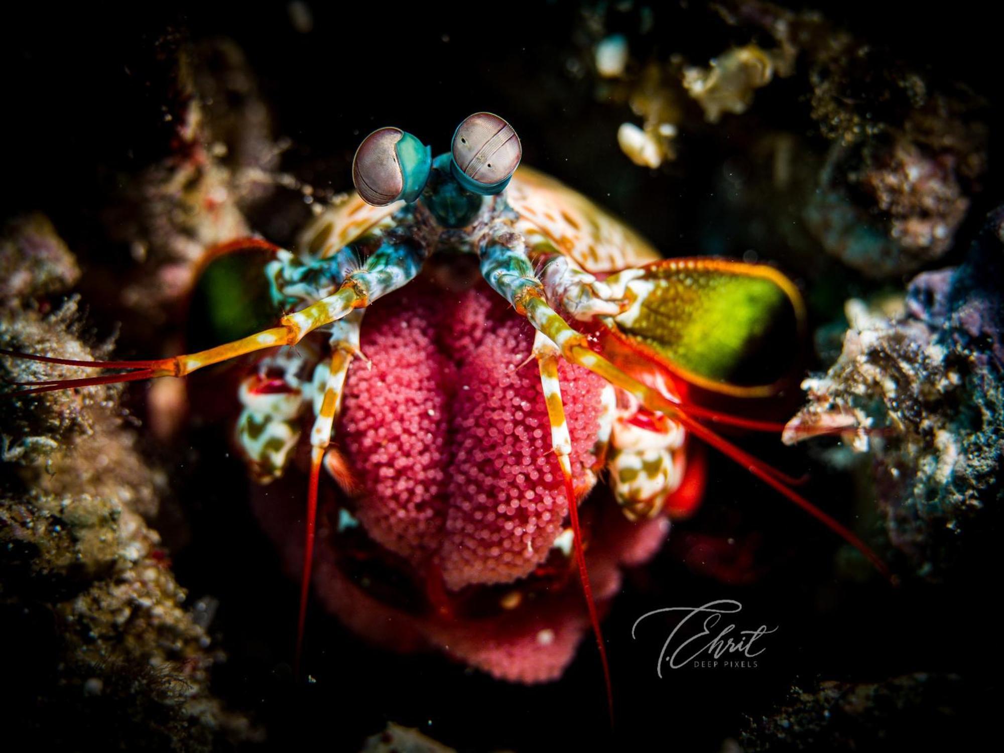 Polaris Beach And Dive Resort Inc Loon المظهر الخارجي الصورة